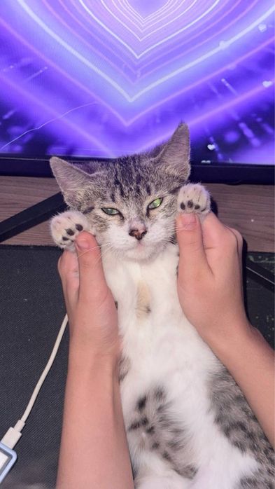 Котенок маленький ласковый