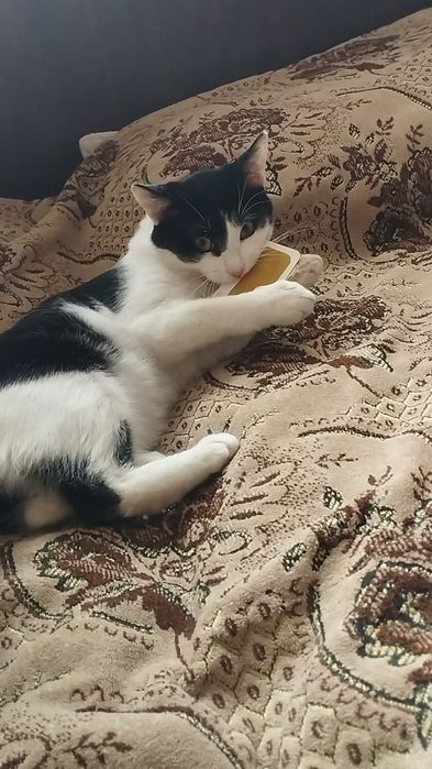 Отдам котёнка в добрые руки!