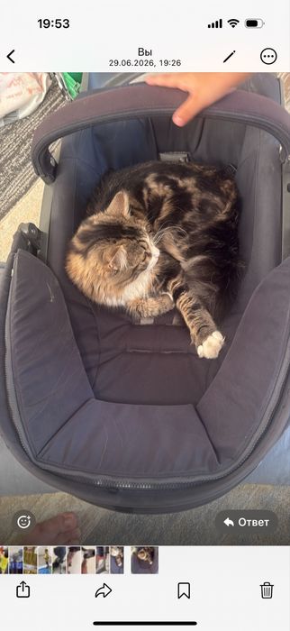 Отдам котенка в добрые руки