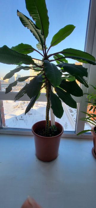 Комнатные цветы живые