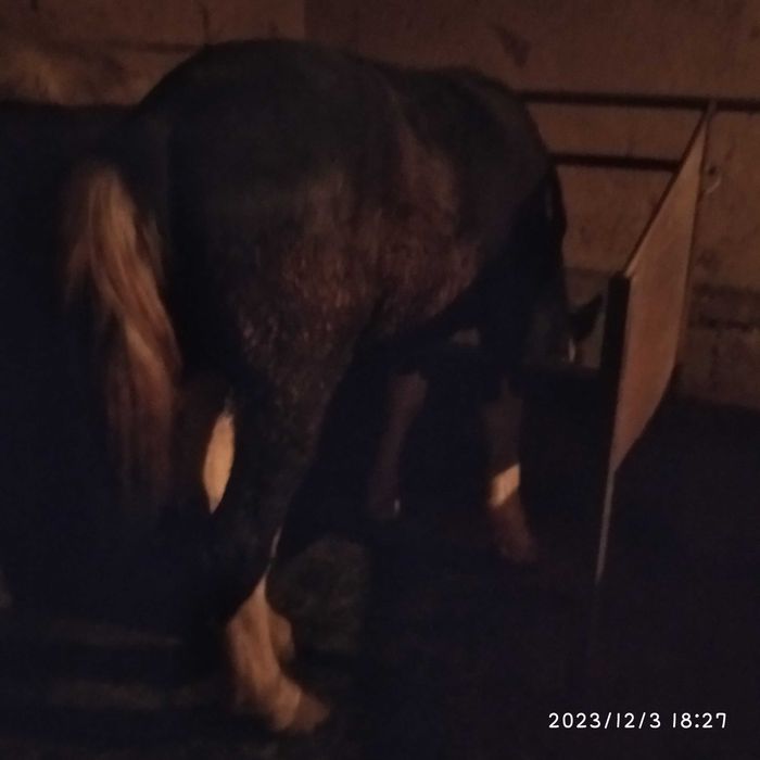 Лошади Сельхоз животные