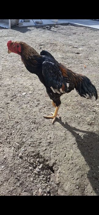 Дакан, Бойцов  шамо