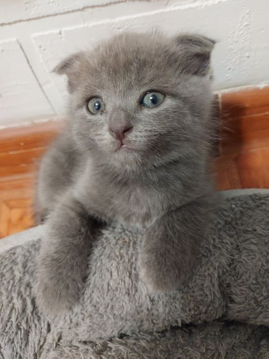 Вислоухий котенок