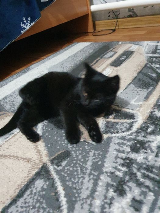 Котёнок,  малая девочка