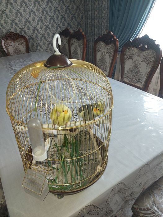 Папугай Карелла 2шт