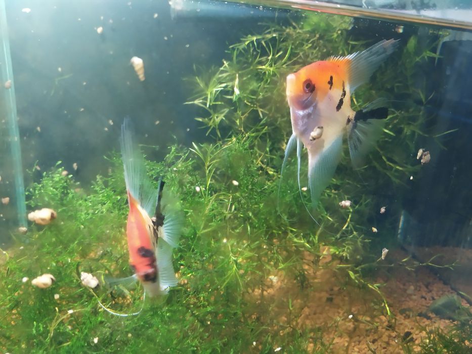 Продам Рыбок Аквариумных