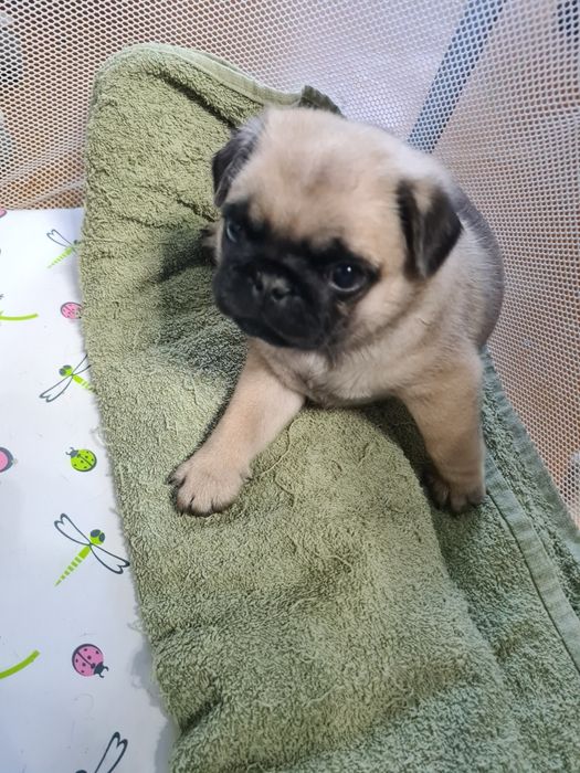 Продам щенков мопса.