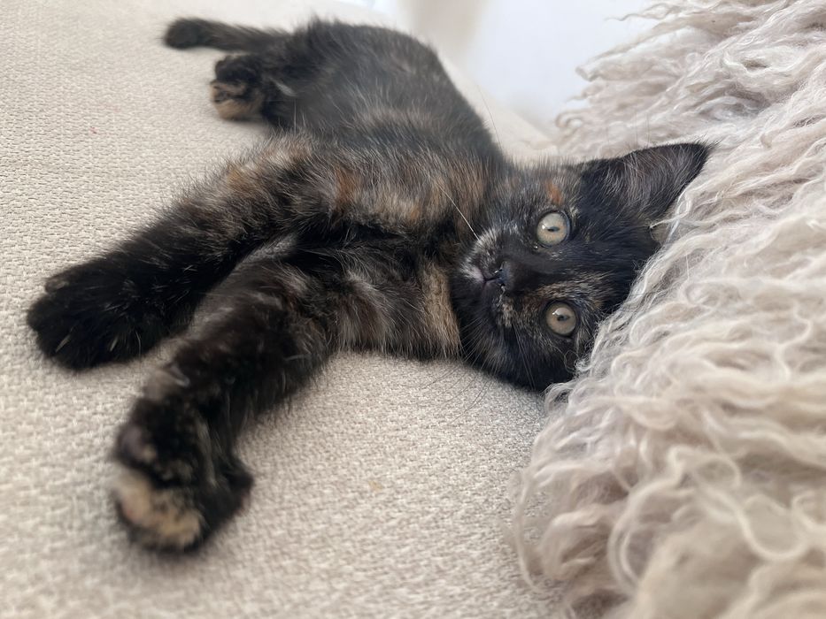 Котенок девочка трехцветка