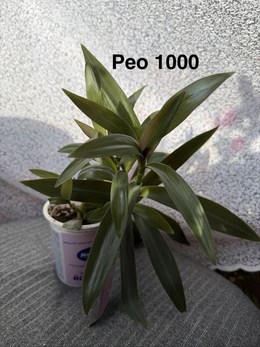 Комнатные цветы.