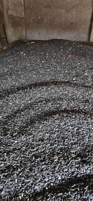 Floarea soarelui curată fără spartură