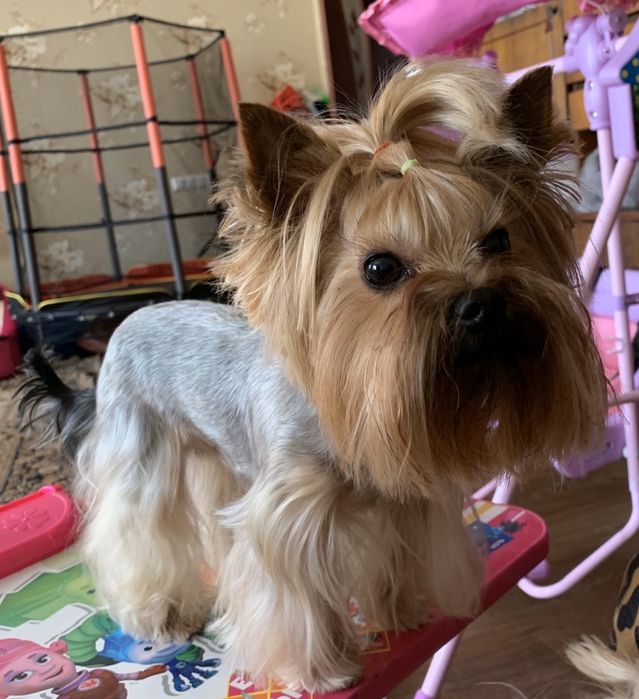 Йоркширский терьер вязка