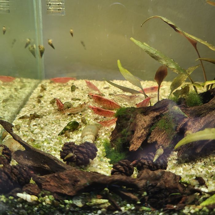 acvariu complet echipat