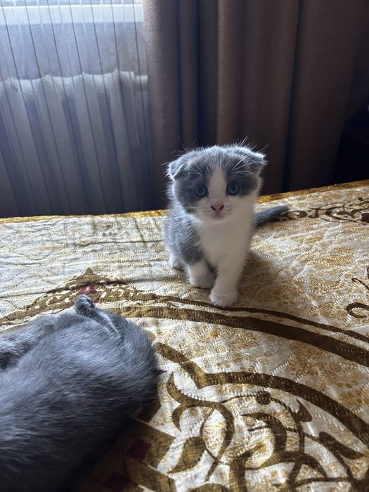 Котята британские