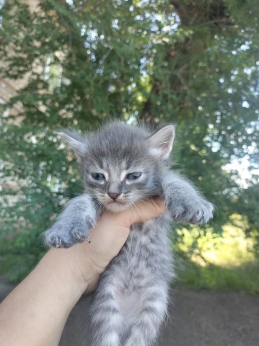 Милые котята  срочно ищут дом!