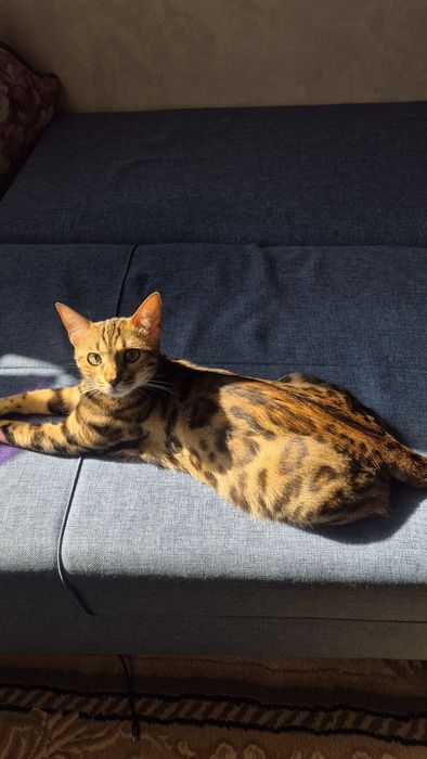 Бенгальские котята