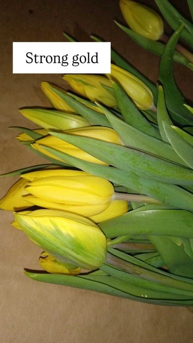 Тюльпаны Голландские свежие