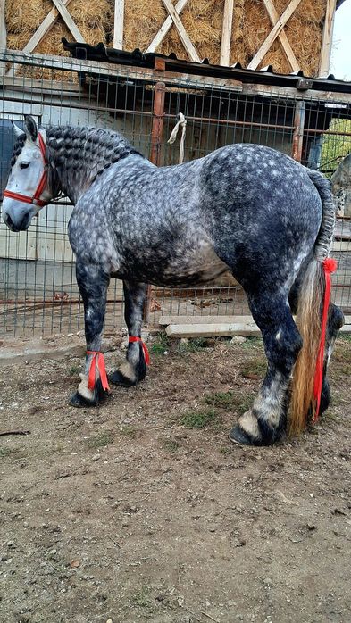 Iapă grea gestanta in 8luni