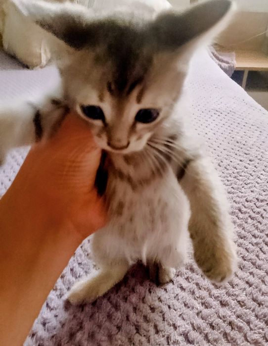 Котята кушают сами очень красивые