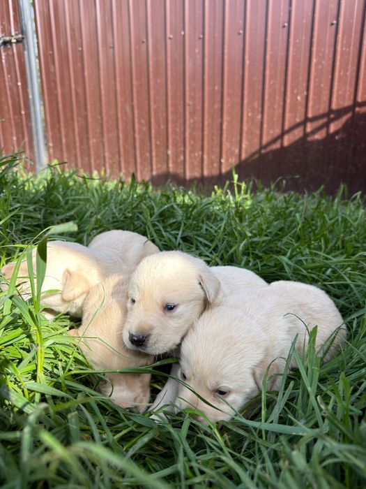 Familie de labradori
