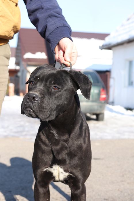 Mascul cane corso- 8 luni cu pedigree