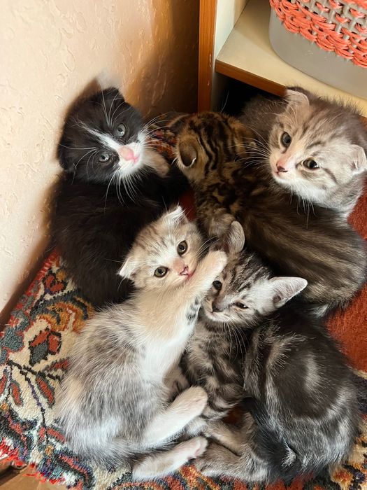 Котята вислоухие