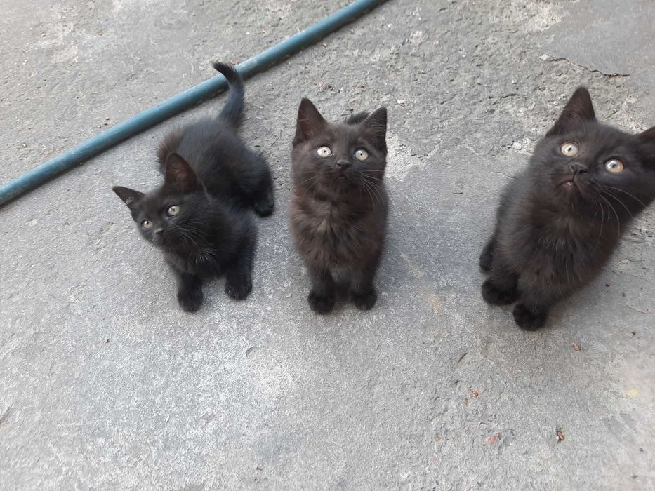 Котята кошки mushuk bolasi