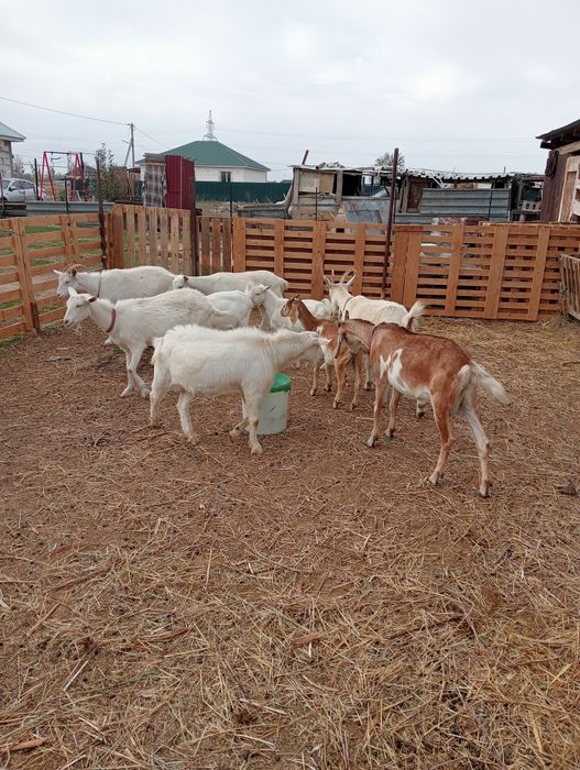 Сауын ешкілер сатылады