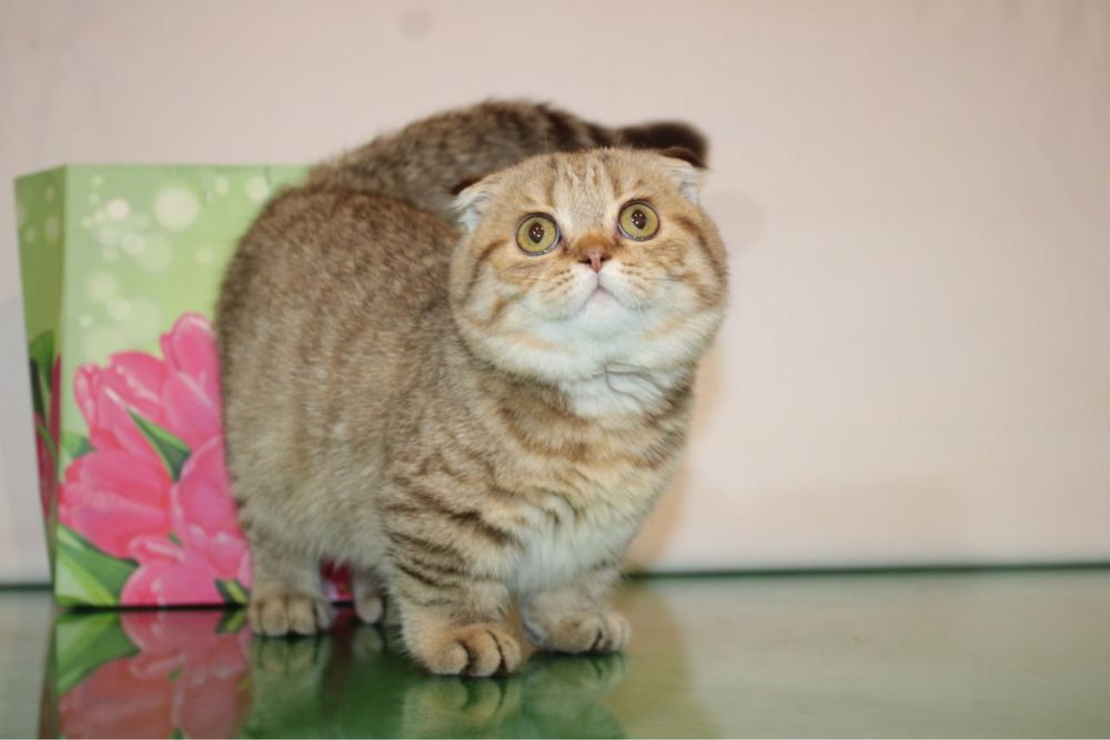 Котята готовы к продаже