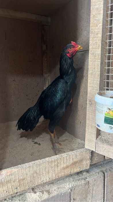 Дакан хороших кровей