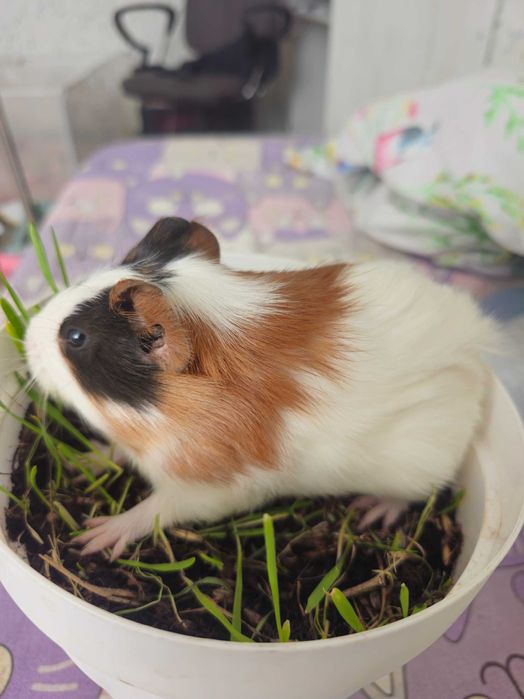 Малыши морской свинки