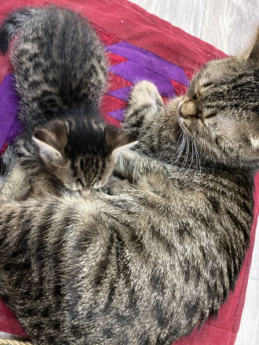 бритаская короткошерстная котят девочки