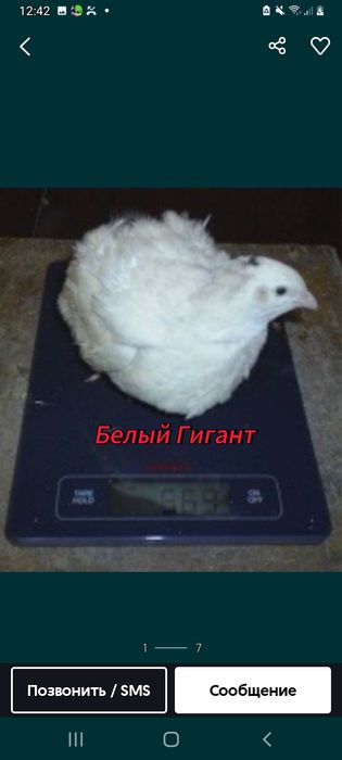 Бедене белый гигант