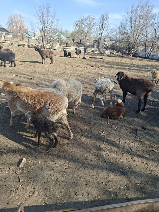 Овцы с ягнятами.