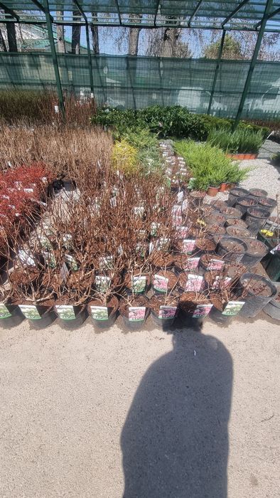 Ландшафтный дизайн