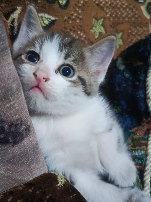Отдам котят в добрые руки!