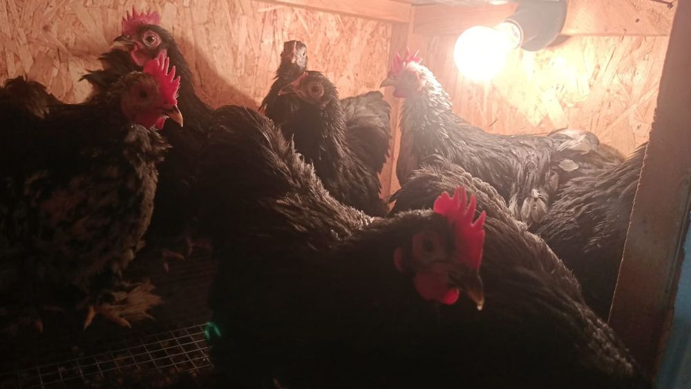 Карлик кохинхинн