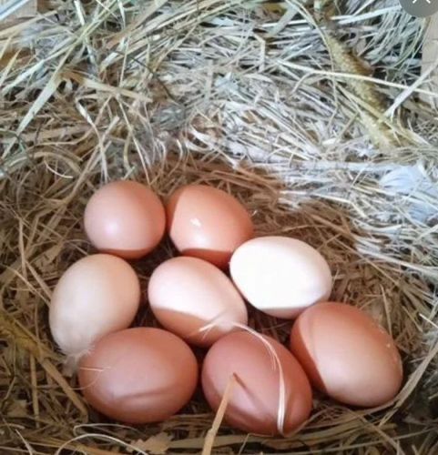 чистые натуральные яйца