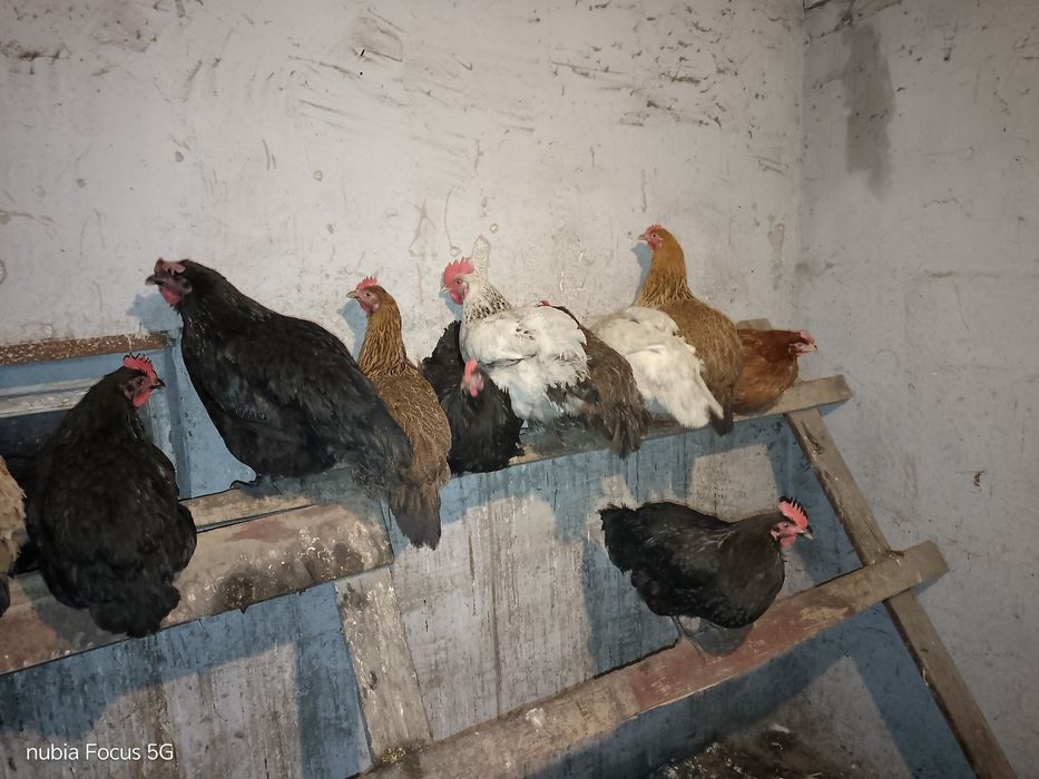 Яйца на инкубацию