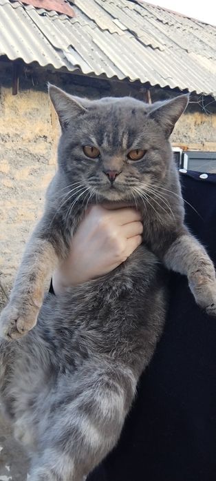 Котята для брони 3 девочки 1 мальчик