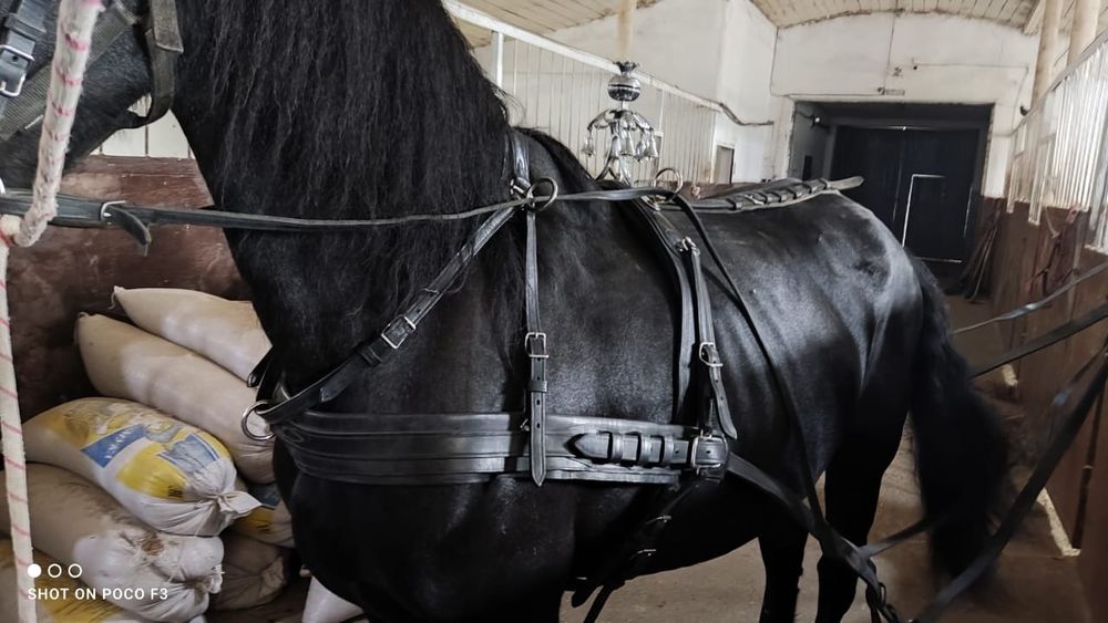 Комплект упряжи для лошади