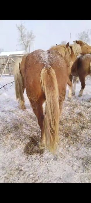 Продаются тяжеловозные кобылы 9 голов.