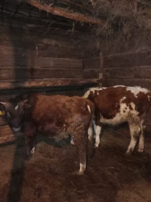 Семіз баспақтар сатылады