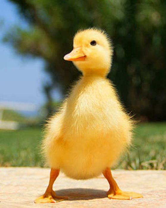 Продается Индоутка с утятами.