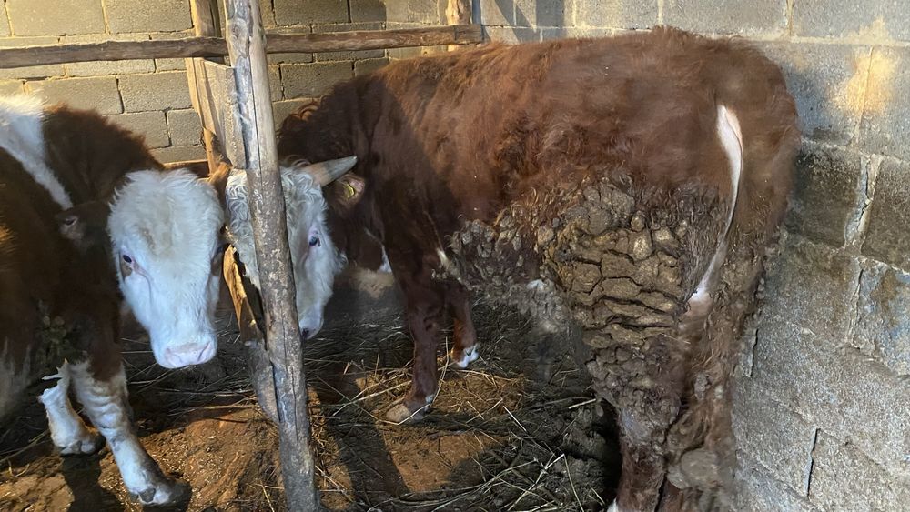 Бычки откормленные