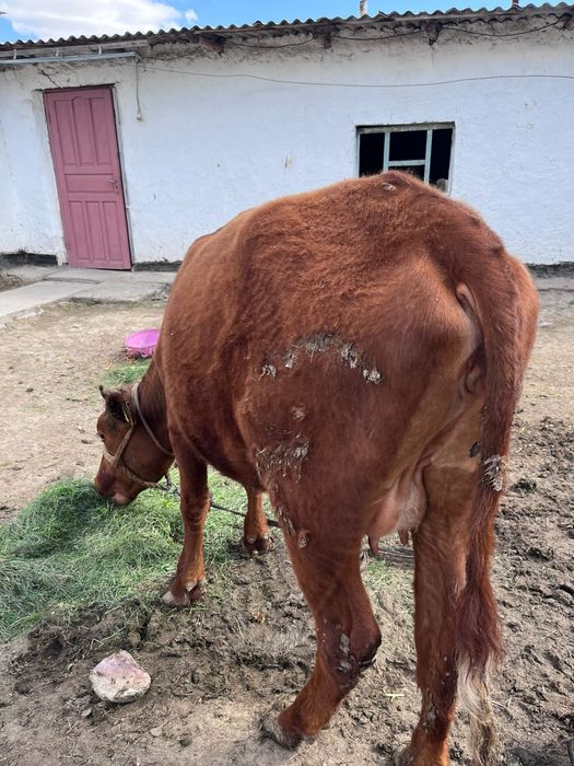 1туган кашар етти