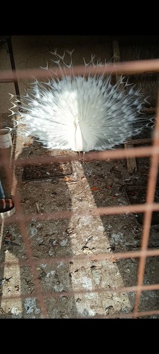 Туас белый Павлин