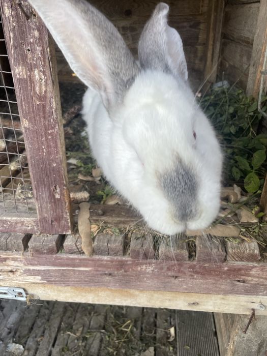 Vand o iepuroaica fi un iepuroi