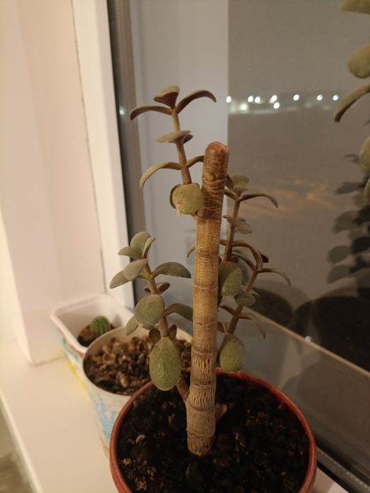 Толстянка, денежное дерево и хлорофитум