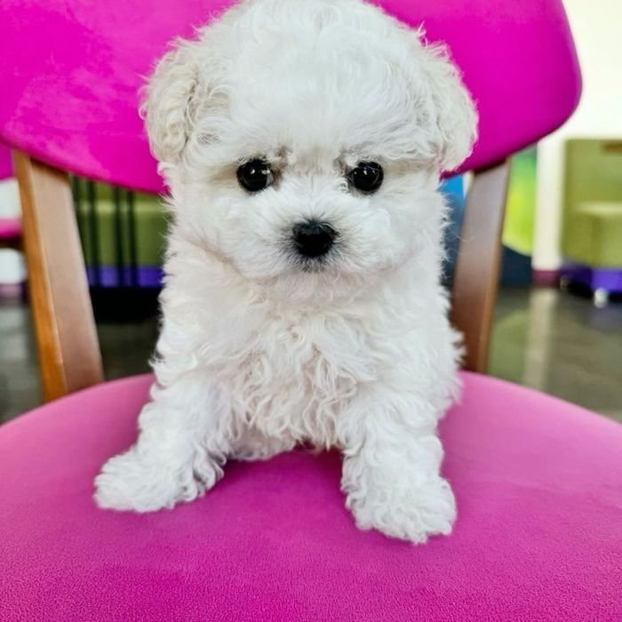 Caniche poodle mini toy