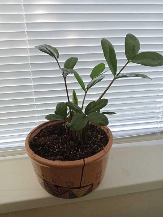 Комнатные цветы Зачаганск